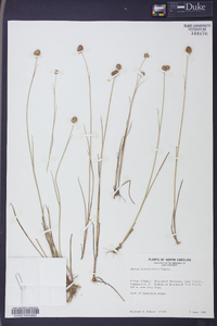 Juncus brachycarpus image