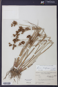 Juncus brachycarpus image