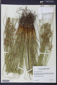 Juncus coriaceus image