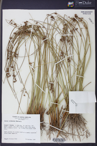 Juncus coriaceus image