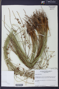 Juncus coriaceus image