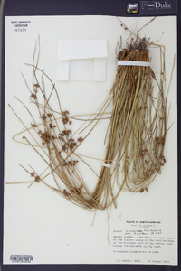 Juncus coriaceus image