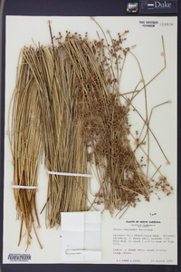 Juncus coriaceus image