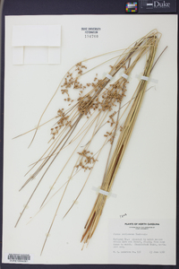 Juncus coriaceus image