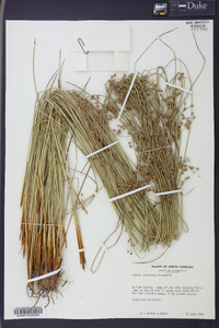 Juncus coriaceus image