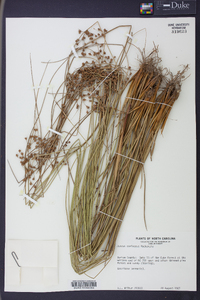 Juncus coriaceus image