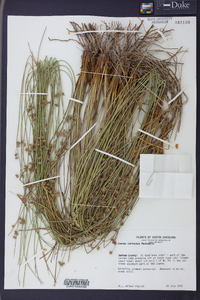 Juncus coriaceus image