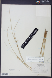 Juncus coriaceus image