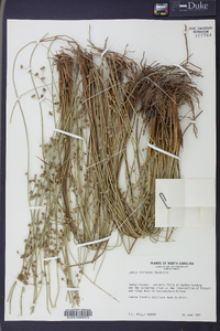 Juncus coriaceus image