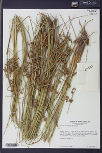 Juncus coriaceus image