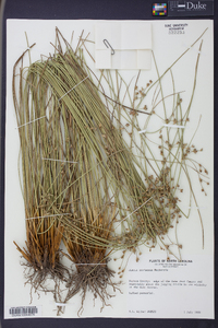 Juncus coriaceus image