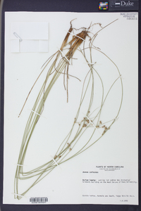 Juncus coriaceus image