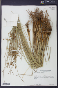 Juncus coriaceus image