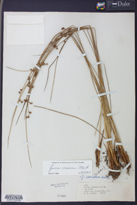 Juncus coriaceus image
