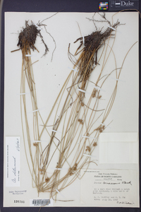 Juncus coriaceus image