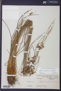 Juncus coriaceus image