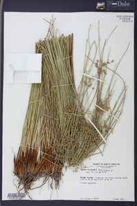 Juncus coriaceus image