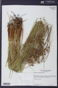 Juncus coriaceus image