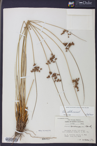 Juncus coriaceus image