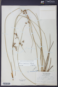 Juncus coriaceus image