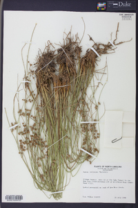 Juncus coriaceus image