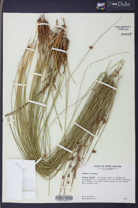 Juncus coriaceus image