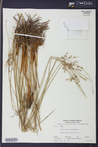 Juncus coriaceus image