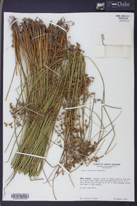 Juncus coriaceus image