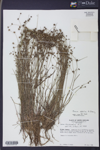 Juncus debilis image