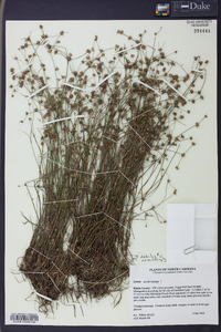 Juncus debilis image