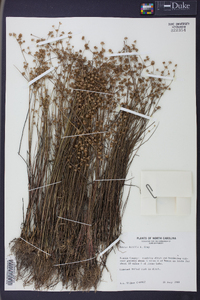 Juncus debilis image