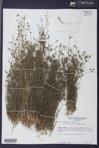 Juncus debilis image