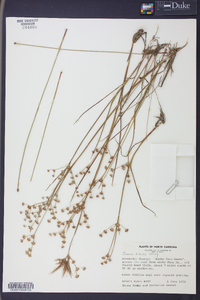 Juncus debilis image