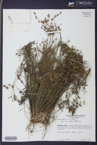 Juncus debilis image