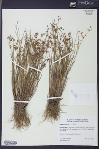 Juncus debilis image