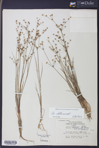 Juncus debilis image