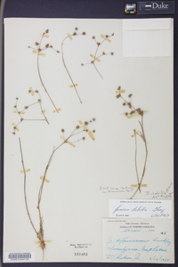 Juncus debilis image