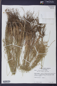 Juncus dichotomus image