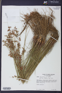 Juncus dichotomus image