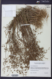 Juncus diffusissimus image