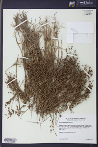 Juncus diffusissimus image