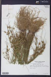 Juncus dichotomus image