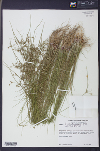 Juncus dichotomus image