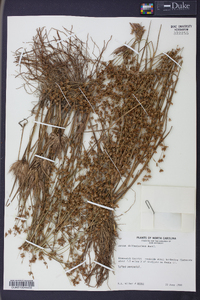 Juncus diffusissimus image