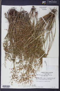 Juncus diffusissimus image