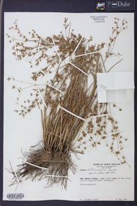 Juncus diffusissimus image