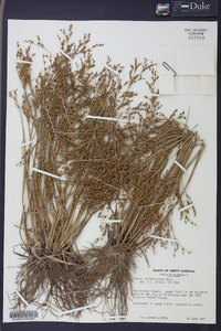 Juncus diffusissimus image