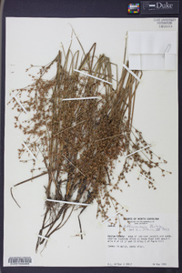 Juncus diffusissimus image