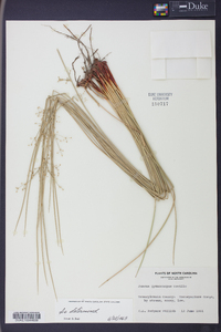 Juncus gymnocarpus image