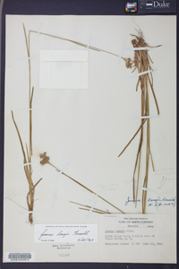 Juncus longii image